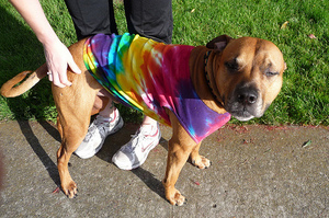 hippie dog.jpg